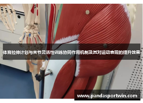 体育拉伸计划与关节灵活性训练协同作用机制及其对运动表现的提升效果